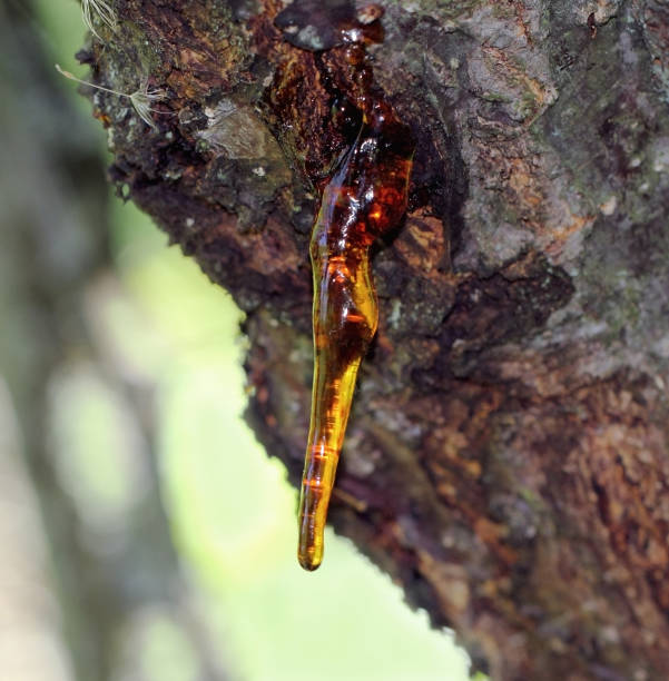 istock Resin exuding from the trunk of an apricot tree makes a spear. 1281473404