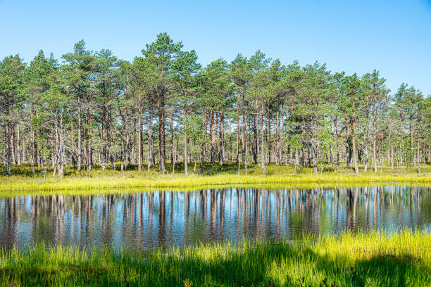 istock Lahemaa National Park in Estonia 1281473803