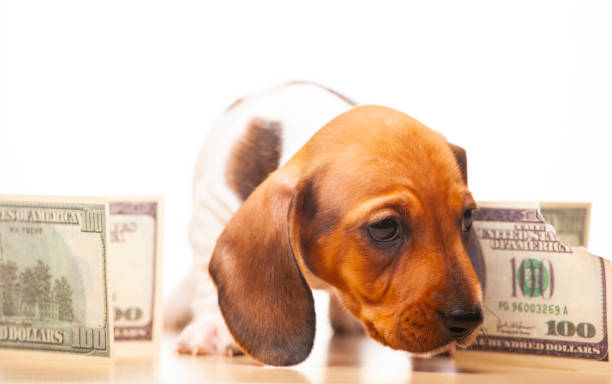 istock image of dog money white background 1281474141