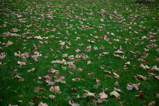 dry autumn leaves on the grass