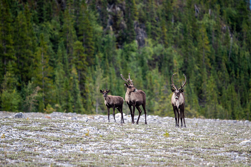 Cariboo near Yukon, Canada