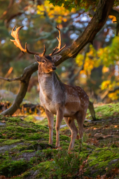 Fallow deer Autumn colors in deciduous forest fallow deer photos stock pictures, royalty-free photos & images
