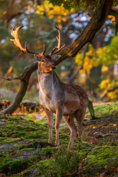 53,909 Sweden Animals Stock Photos, Pictures & Royalty-Free Images - iStock | Sweden nature 53,909 Sweden Animals Stock Photos, Pictures & Royalty-Free Images - iStock | Sweden nature