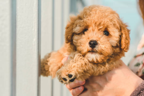 istock Brown puppy poodle on human hands 1281475518
