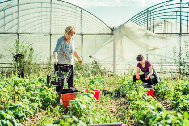 istock harvesting fresh green beans in the field 1281475612