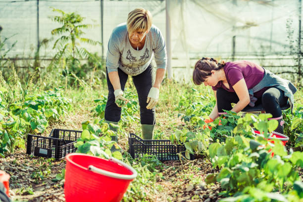 istock harvesting fresh green beans in the field 1281475714
