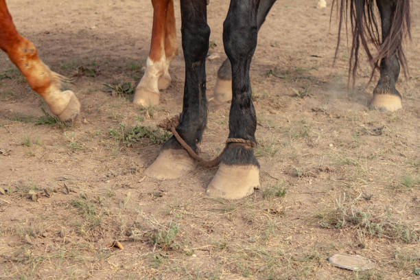 istock Horse front legs tied with rope close up 1281475875