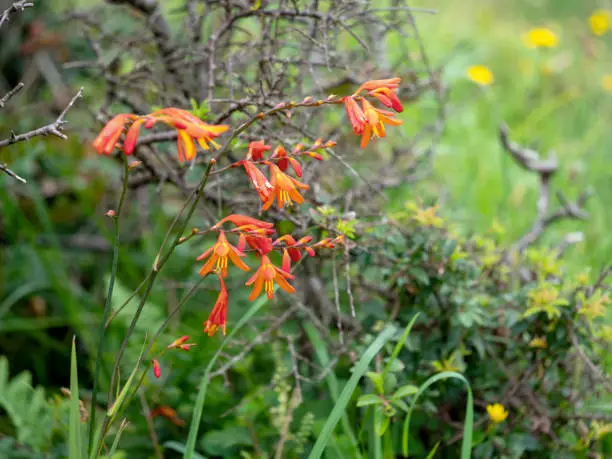 Invasive Crocosmia x crocosmiiflora growing wild along Devon coast.