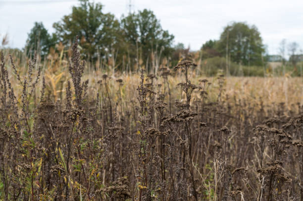 istock Field in the Afternoon 1281475909