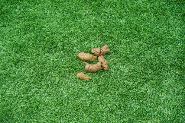 dog poop on green grass stock photo