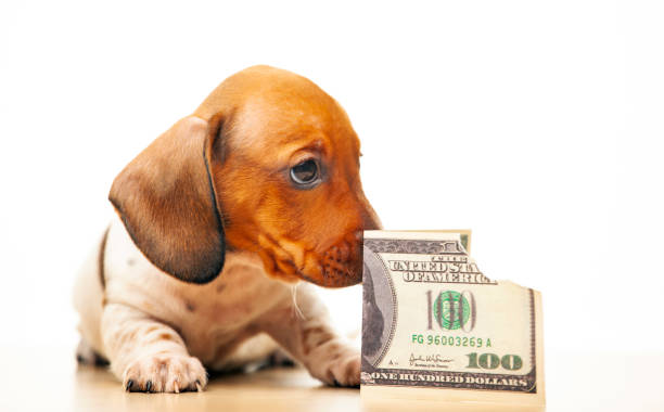 istock image of dog money white background 1281476055