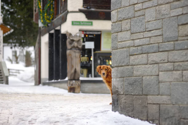 アルプス、スイス、ヨーロッパの小さな町の通りでアイルランドのセッター犬。ペットと冬の家族の休暇。スキーリゾート。 - 11247 ストックフォトと画像