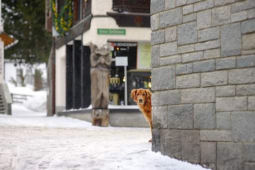 Irish setter dog on street of small town in Alps, Switzerland, Europe. Winter family vacation with pets concept in Alps. Ski resort.