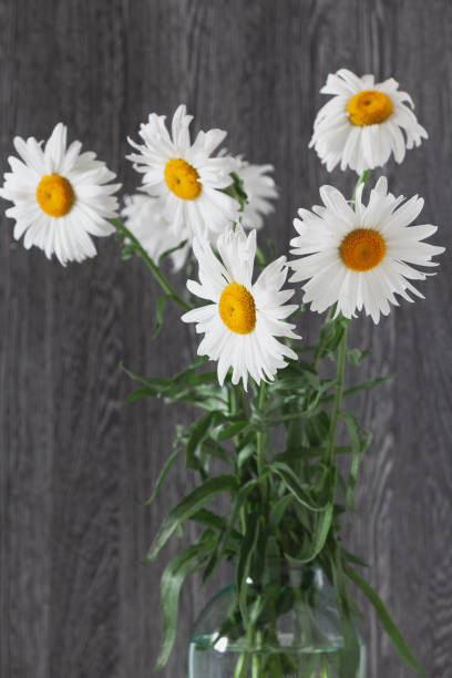 istock Bouquet of large daisies stands on  gray background 1281476745