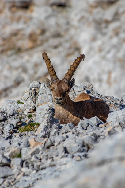istock Adult ibex posing for camera in high alps 1281477068