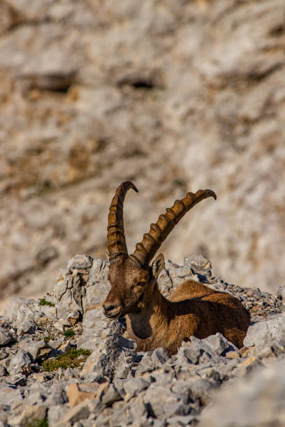istock Adult ibex looking to camera in high alps 1281477085