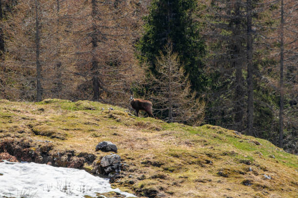 istock Chamois on green grass, mountains 1281477099