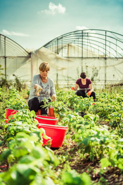 istock harvesting fresh green beans in the field 1281477117
