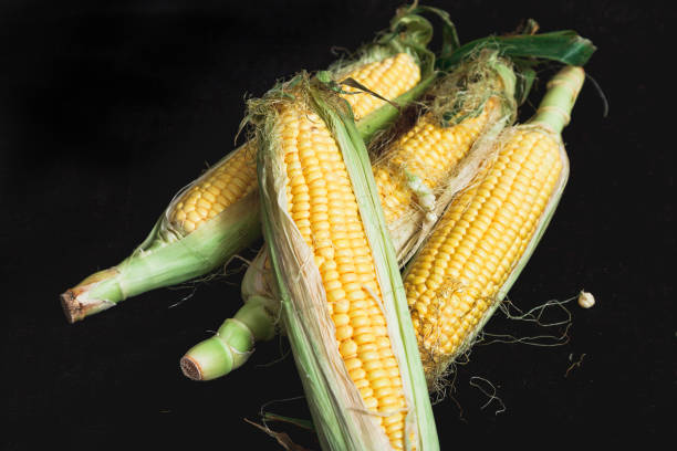 istock Cobs of ripe corn lie on black background 1281477232