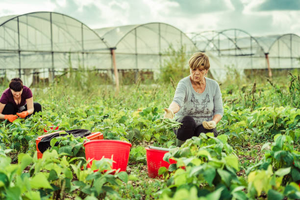 istock harvesting fresh green beans in the field 1281477264