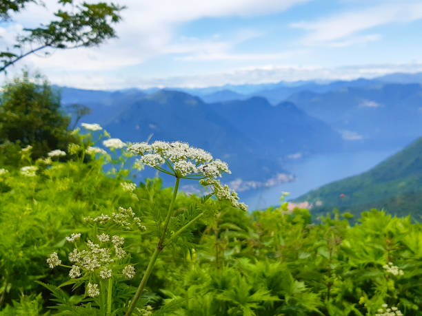istock Flowers on the path that leads to Mount Bollettone 1281477544