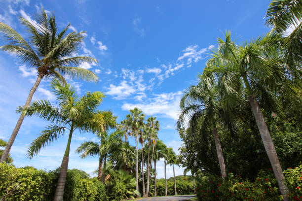istock Palm Trees reaching to the sky 1281478299