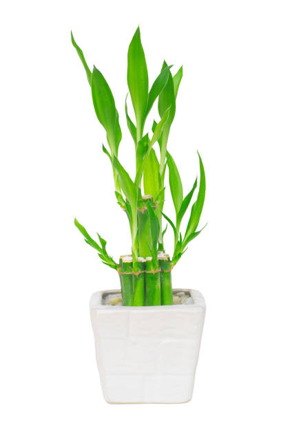 istock Lucky bamboo in white pot isolate on white background with clipping path 1281478799