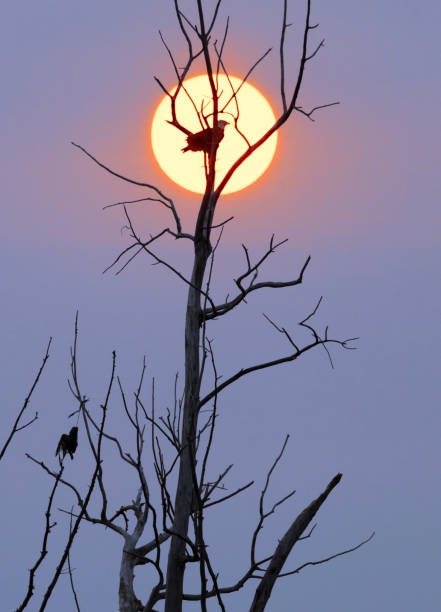 Bald Eagle silhouetted in the killing tree at sunrise. This is a dead tree where he kills and eats his prey. At lower left a discarded body of his victim, a cormorant bird, hangs grotesquely among the branches. The bald eagle is a predator, a raptor, and a survivor.