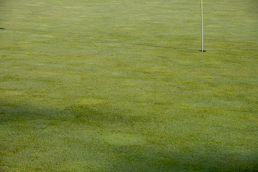 green grass meadow and forest in the golf course