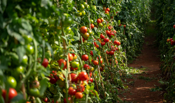istock Organic tomatoes growing in a greenhouse or tomato field 1281485203