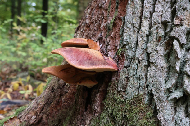istock Forest mushrooms have grown on an old tree 1281486803