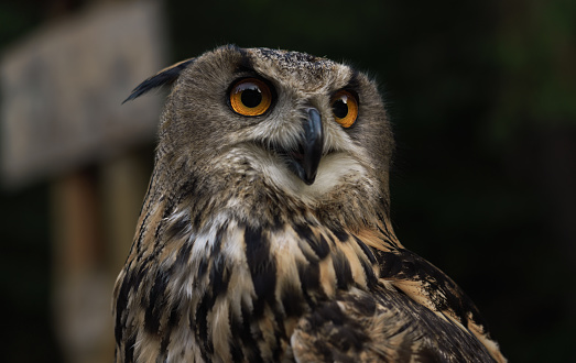 Profile Portrait of Eurasian eagle owl or Bubo bubo owl