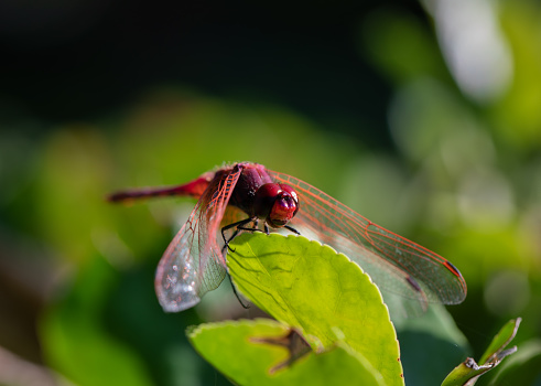 pink dragonfly on green leaf of flower. Selective focus. trithemis arteriosa close up. red dragonfly. details in nature