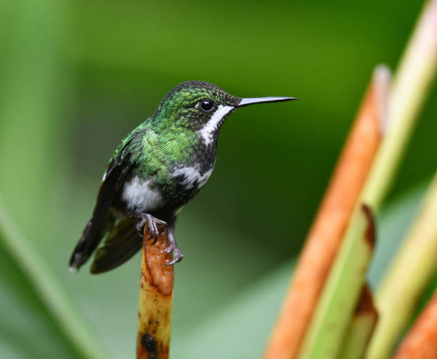 istock Wildlife and nature image from Ecuador, 1281489766