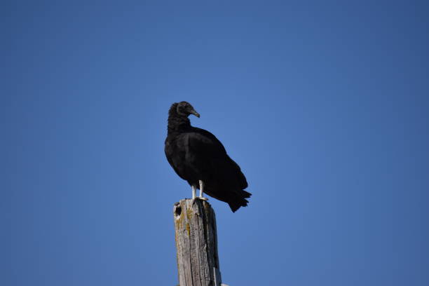 istock Black Vulture Posing for the Camera with Head Turned Right 1281489813