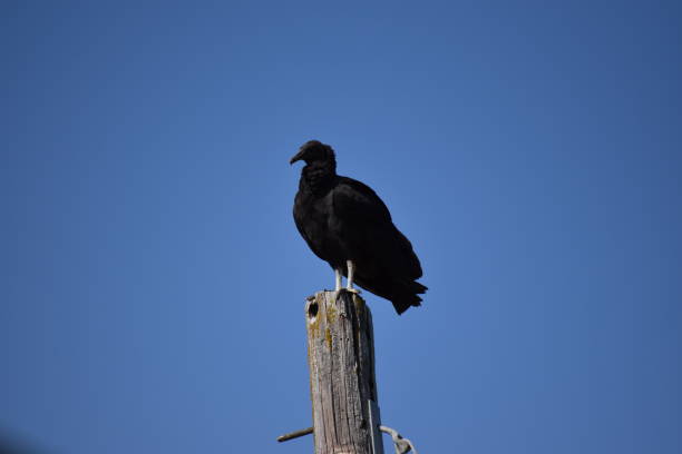 istock Black Vulture Posing for the Camera With Head Turned Left 1281489884