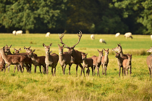 Herd of deer