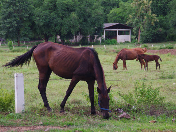 cavallo marrone sta mangiando erba nella fattoria. lo sfondo è il cavallo madre sfocato. cavallo marrone con una coda nera in thailandia. - livestock horse bay animal foto e immagini stock