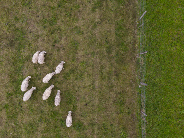 istock Herd of Sheep on Pasture on Meadow From Directly Above 1281492576