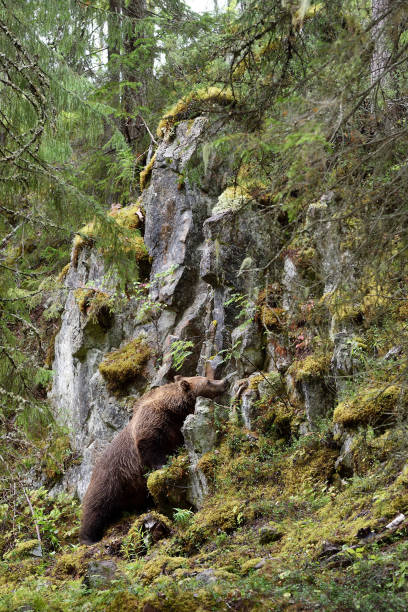 istock Brown bear near the cliff in the forest valley at summer 1281492688