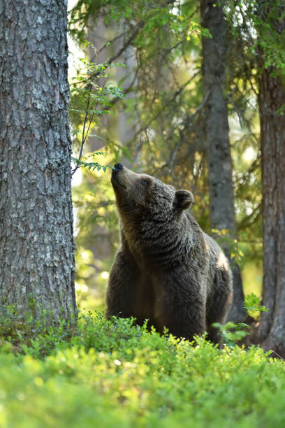 istock Brown bear (Ursus arctos) in the forest at summer 1281492859