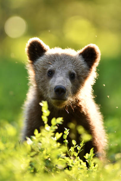 istock Brown bear cub in the summer forest 1281492951
