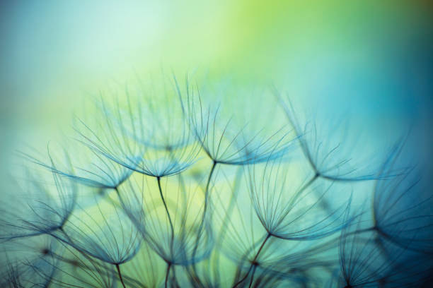 Dandelion Flowers Abstract Natural Background. Beautiful Fluffy Dandelion Flowers. Floral Spring Blue and Green Backdrop. soft focus stock pictures, royalty-free photos & images