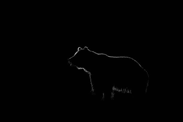 istock Brown bear contour in black background 1281493624