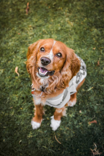 cocker spaniel dog sitting on the grass in a park