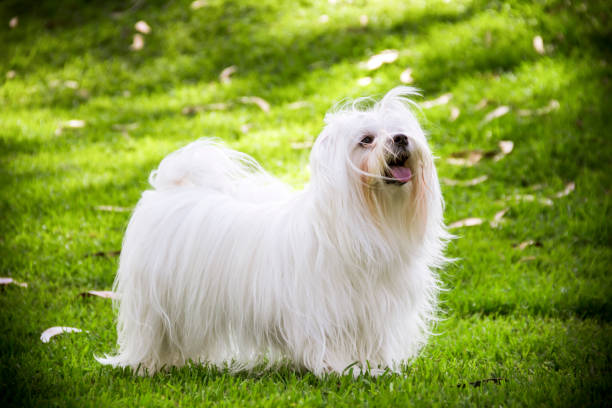 istock maltese dog in a park 1281493659