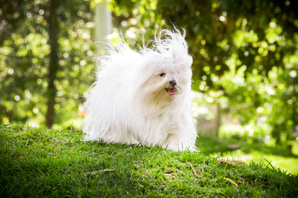 istock maltese dog in a park 1281493692
