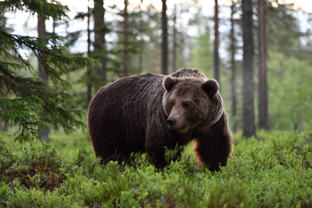 istock big male bear powerful pose in the forest 1281493795