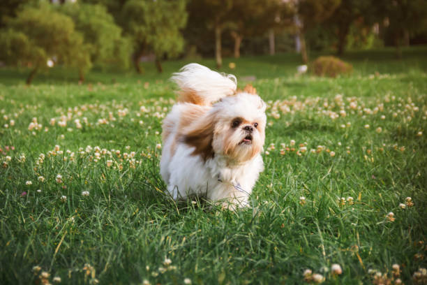 istock shitzu dog running in the grass with flowers 1281493909