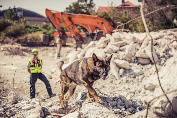 istock Rescuer search with help of rescue dog 1281493966